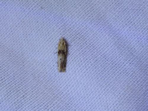 Cochylimorpha straminea